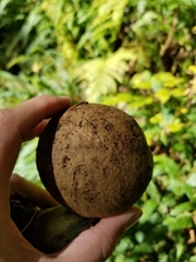 Caloboletus conifericola