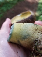 Caloboletus conifericola