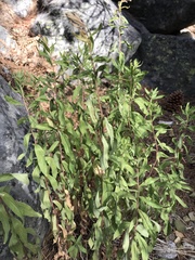 Chamaenerion angustifolium