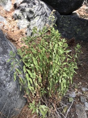 Chamaenerion angustifolium