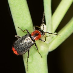 Malachius