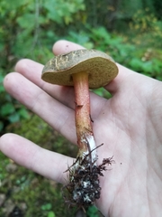 Xerocomellus diffractus