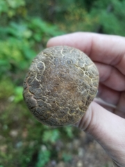 Xerocomellus diffractus