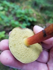 Xerocomellus diffractus