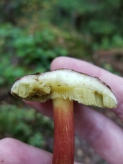 Xerocomellus diffractus