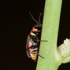 Malachius