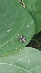 Leptofreya