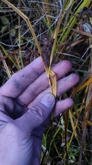 Carex frankii