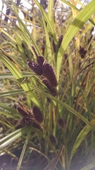 Carex frankii