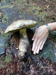 Caloboletus conifericola