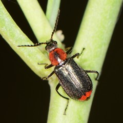 Malachius