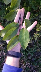Rhamnus davurica