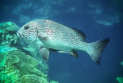 Plectorhinchus pica