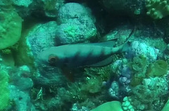 Priacanthus hamrur