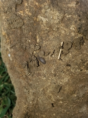 Armadillidium nasatum