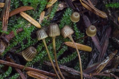 Mycena picta