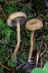 Pseudoomphalina