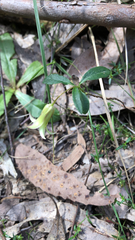 Billardiera mutabilis