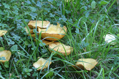 Suillus sibiricus