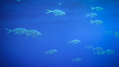 Trachinotus baillonii