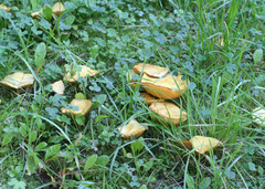 Suillus sibiricus