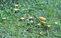 Suillus sibiricus