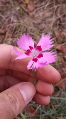 Dianthus plumarius
