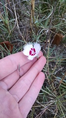 Dianthus plumarius