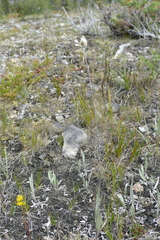 Antennaria pulcherrima