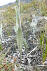 Antennaria pulcherrima
