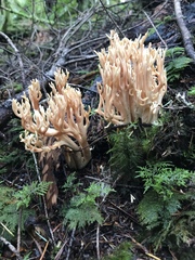 Ramaria acrisiccescens