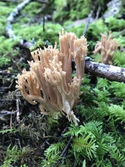 Ramaria acrisiccescens