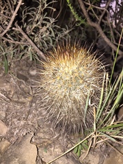 Rapicactus beguinii