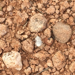 Dasymutilla gloriosa