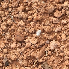 Dasymutilla gloriosa