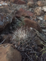 Rapicactus beguinii