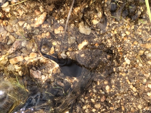 iNaturalist observation photo of California Toad