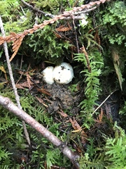 Tricholoma matsutake