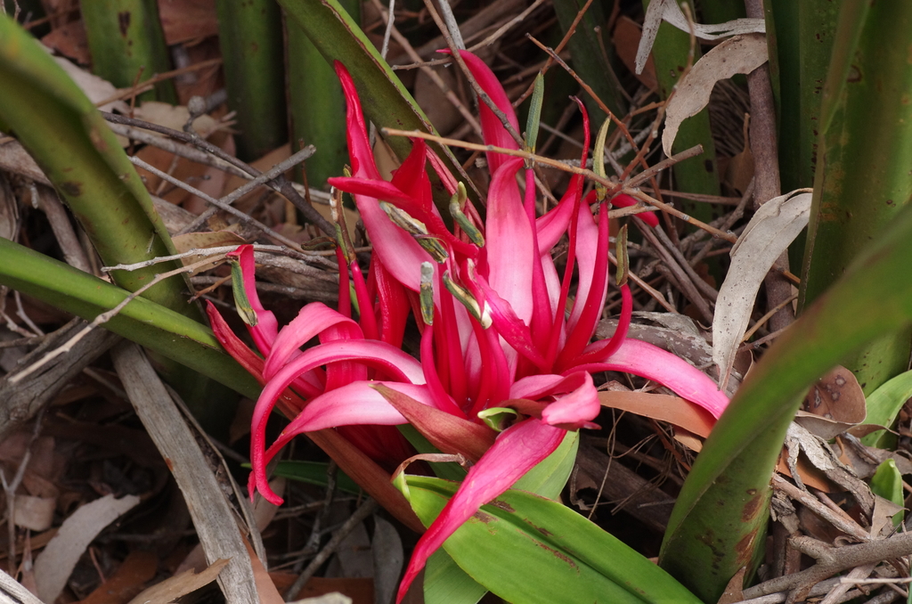 spear lily family