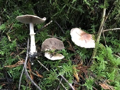 Agaricus diminutivus