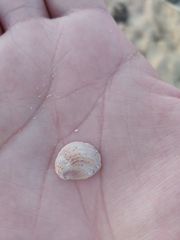 Bostrycapulus pritzkeri