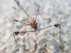 Hemiempusa capensis