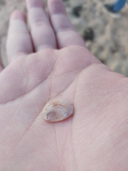 Bostrycapulus pritzkeri