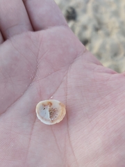 Bostrycapulus pritzkeri