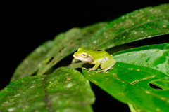 Kurixalus berylliniris