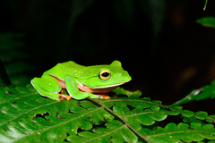 Zhangixalus aurantiventris