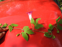 Ipomoea peteri