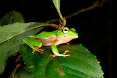 Zhangixalus aurantiventris