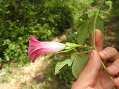 Ipomoea peteri