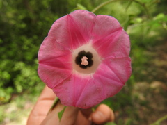 Ipomoea peteri